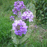 Hesperis Matronalis 'Purple Sweet Rocket' Cut Flower Seeds