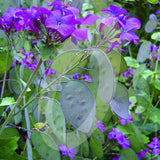 Lunaria Annua 'Honesty' Cut Flower Seeds