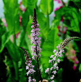 Linaria Purpurea “Canon Went” Cut Flower Seeds