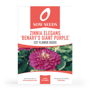 Zinnia Benary's Giant Purple Cut Flower Seeds