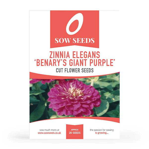 Zinnia Benary's Giant Purple Cut Flower Seeds