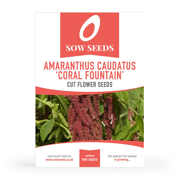 Amaranthus Caudatus 'Coral Fountain' Cut Flower Seeds