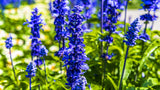 Larkspur	Limelight Series Dark Blue Cut Flower Seeds