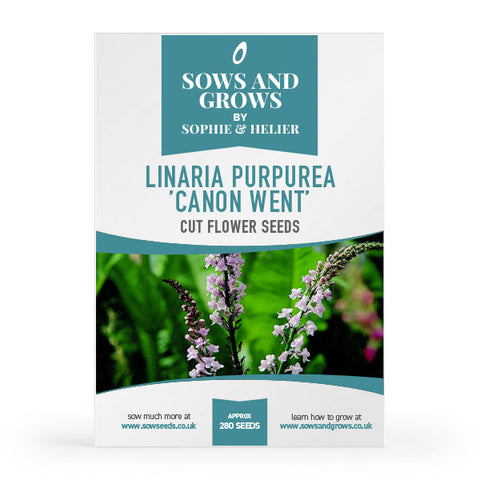 Linaria Purpurea “Canon Went” Cut Flower Seeds