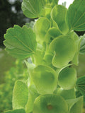 Moluccella Laevis Cut Flower Seeds