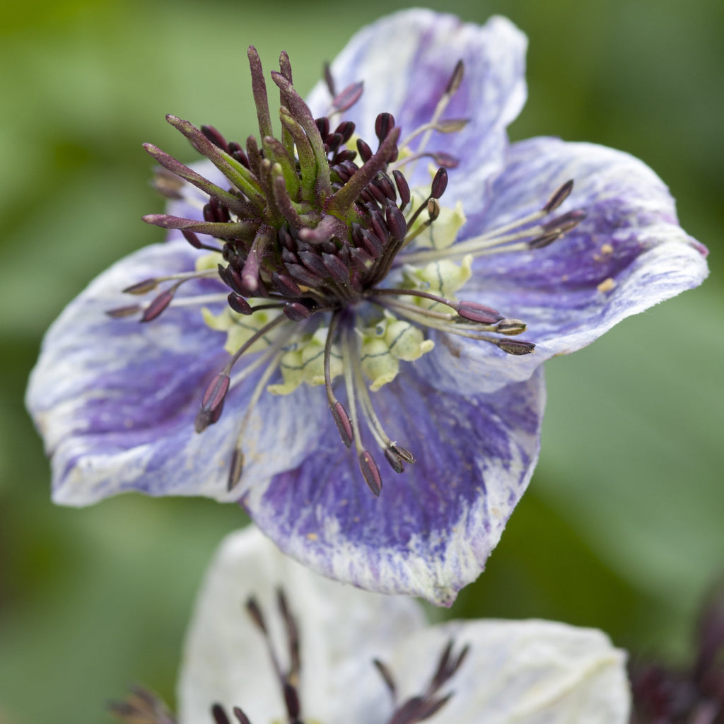 Nigella Darmascens Delft Blue Cut Flower Seeds Quality Seeds from Sow