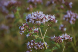 Origanum Vulgare Cut Flower Seeds