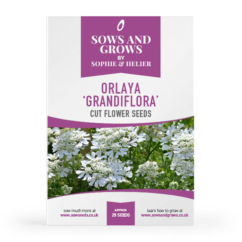 Orlaya Grandiflora Cut Flower Seeds