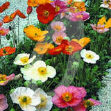 Papaver Nudicaule 'Champagne Bubbles Mixed' Cut Flower Seeds