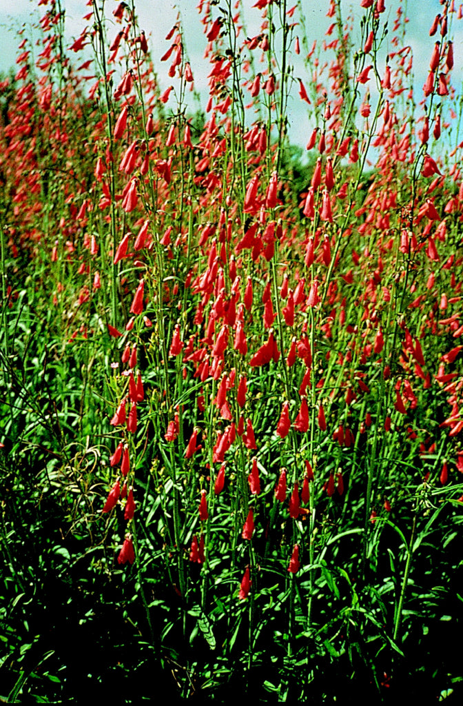 Penstemon Barbatus 'Jingle Bells' Cut Flower Seeds Quality Seeds from