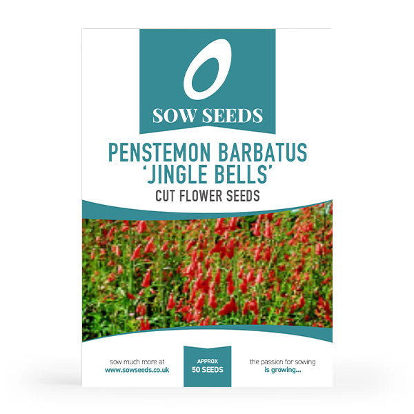 Penstemon Barbatus 'Jingle Bells' Cut Flower Seeds