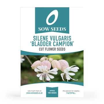 Silene Vulgaris ‘Bladder Campion’ Cut Flower Seeds