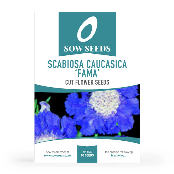 Scabiosa Caucasica 'Fama' Cut Flower Seeds
