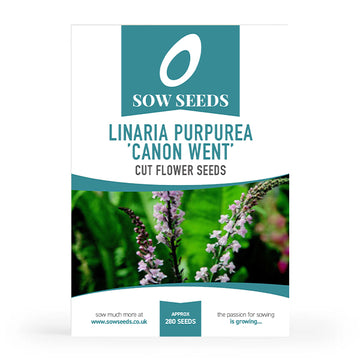 Linaria Purpurea “Canon Went” Cut Flower Seeds