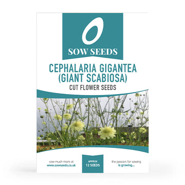 Cephalaria Gigantea (Giant Scabiosa) Cut Flower Seeds