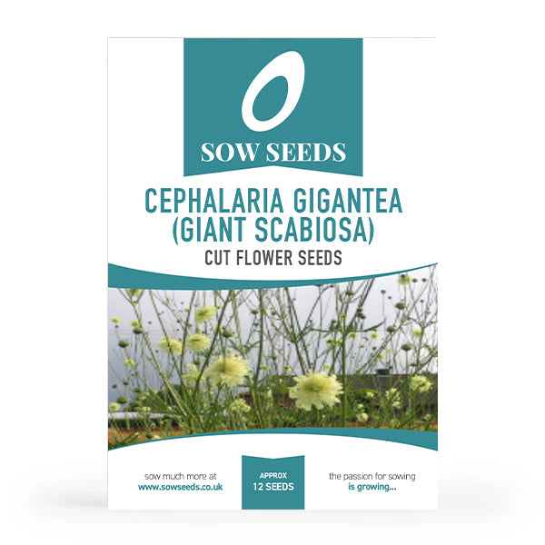 Cephalaria Gigantea (Giant Scabiosa) Cut Flower Seeds
