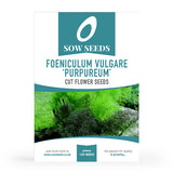 Foeniculum Vulgare 'Purpureum' Cut Flower Seeds