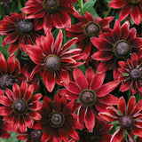 Rudbeckia Hirta 'Cherry Brandy' Cut Flower Seeds