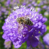 Scabiosa	Atropurpurea Lavender Cut Flower Seeds