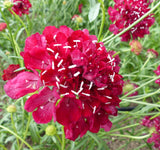Scabiosa	Atropurpurea Red Cut Flower Seeds