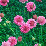 Scabiosa	Atropurpurea Rose Cut Flower Seeds