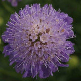 Scabiosa	Atropurpurea Violet Cut Flower Seeds