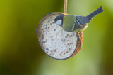 Suet Filled Coconut Halves for Wild Birds - Pack of 30