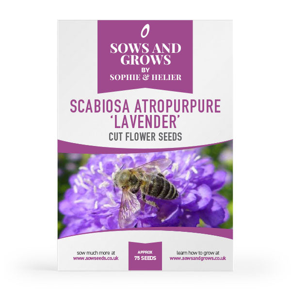 Scabiosa	Atropurpurea Lavender Cut Flower Seeds