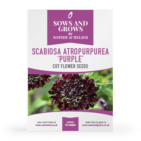 Scabiosa	Atropurpurea Purple Cut Flower Seeds