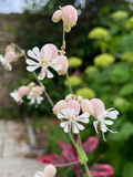 Silene Vulgaris ‘Bladder Campion’ Cut Flower Seeds