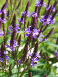 Verbena Hastata 'Blue Spires' Cut Flower Seeds