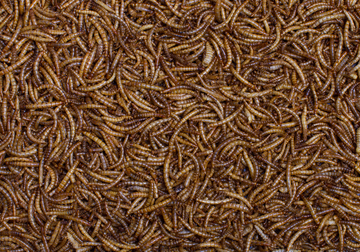 Dried Mealworms for Wild Birds - 12.55kg