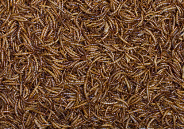 Dried Mealworms for Wild Birds - 12.55kg
