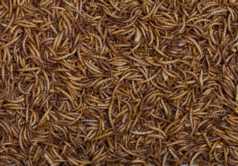 Mealworms
