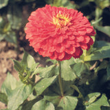 Zinnia Benary's Giant Coral Cut Flower Seeds