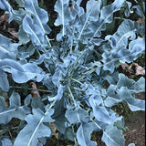 broccoli spigariello vegetable seeds