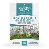 Cephalaria Gigantea (Giant Scabiosa) Cut Flower Seeds