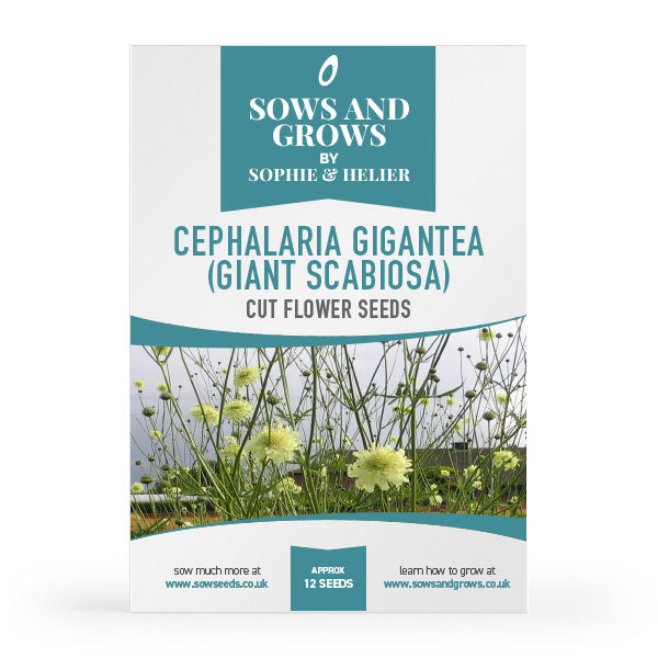 Cephalaria Gigantea (Giant Scabiosa) Cut Flower Seeds