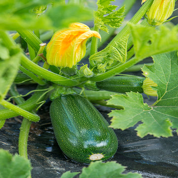 courgette green griller f1 vegetable seeds