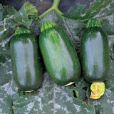 courgette green griller f1 vegetable seeds