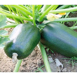 courgette green griller f1 vegetable seeds