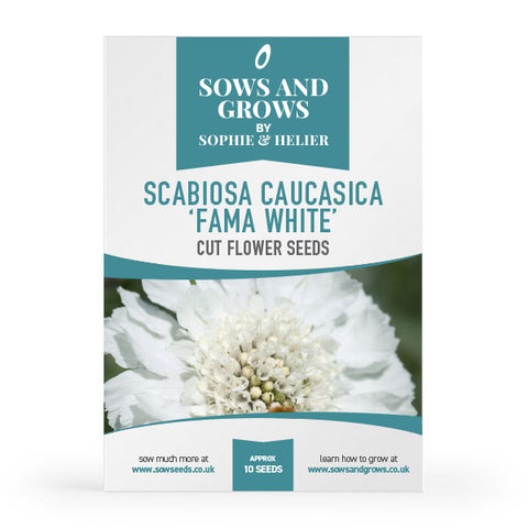 Scabiosa Caucasica 'Fama White' Cut Flower Seeds