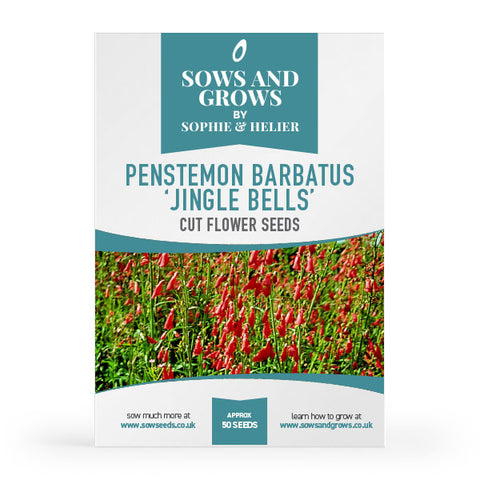 Penstemon Barbatus 'Jingle Bells' Cut Flower Seeds