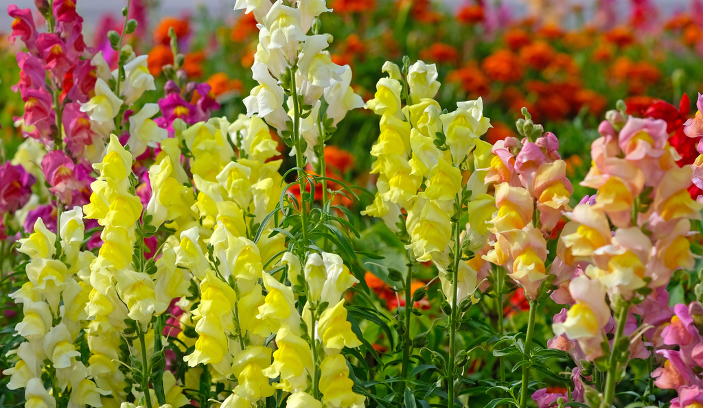 Antirrhinum Madame Butterfly Cut Flower Seeds Quality Seeds from Sow