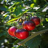 Tomato Black Moon F1 Seeds