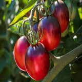 Tomato Black Moon F1 Seeds