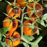 tomato indigo kumquat f1 vegetable seeds