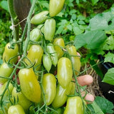 tomato green beauty f1 vegetable seeds