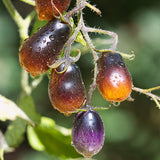 tomato indigo pear drops vegetable seeds
