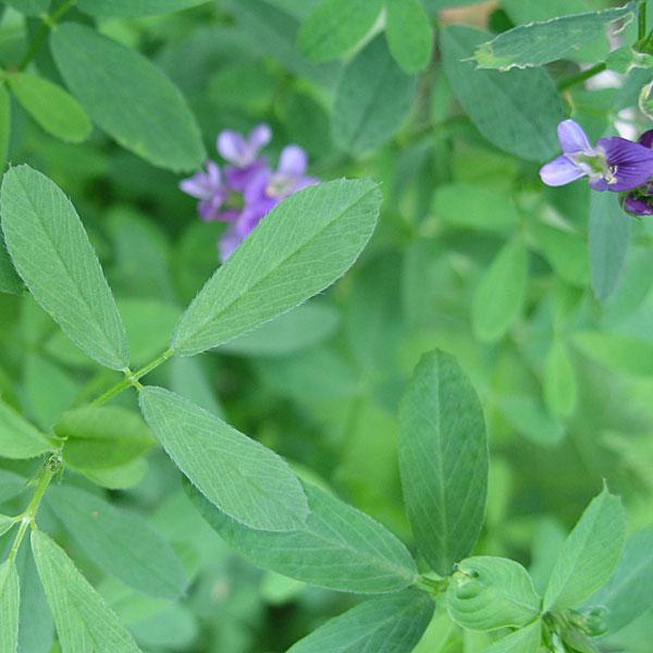 plant alfalfa seeds Green Manure Alfalfa Seeds